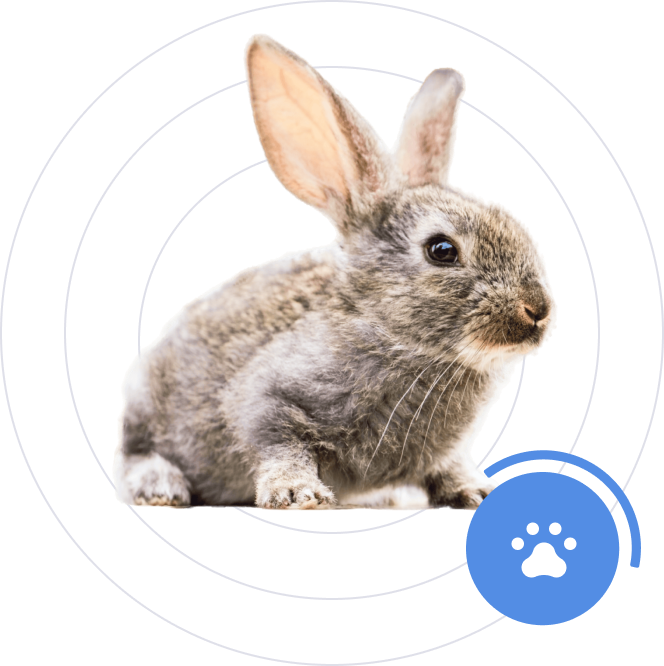 rabbit